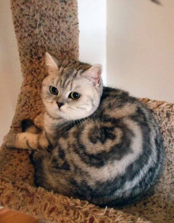 A unique silver tabby cat whose fur markings create a perfect spiral "cinnamon roll" pattern.