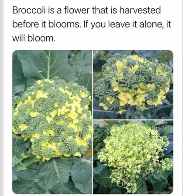 Vegetable meme explaining that broccoli is a flower before it blooms.