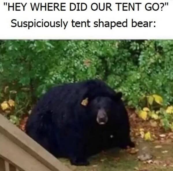 A funny wildlife meme of a bear waving hello from behind a tree.