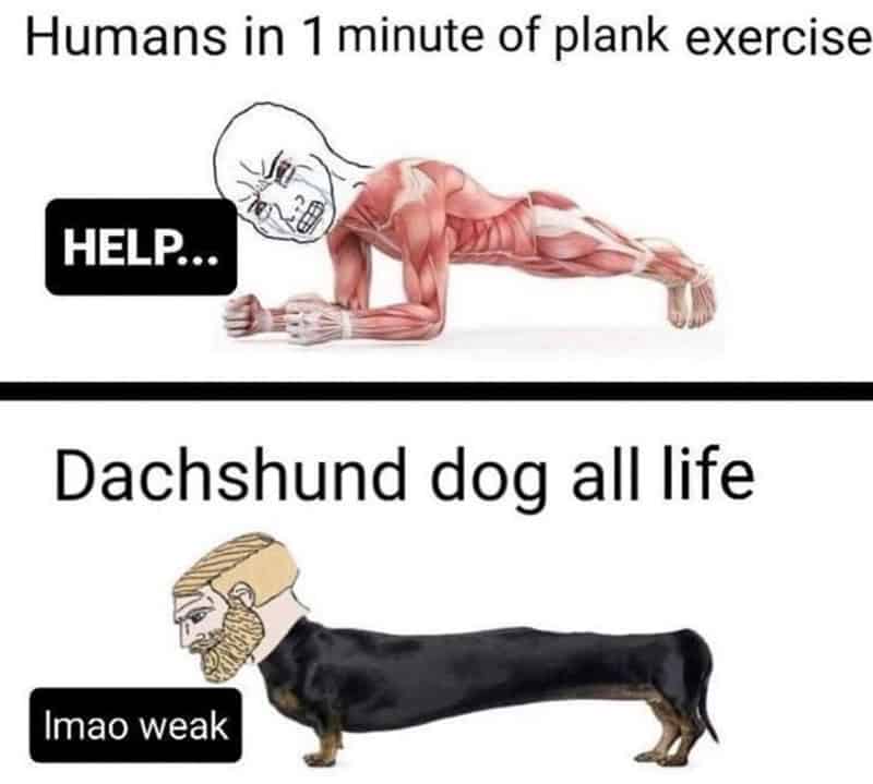 Workout meme comparing human planking struggle to a dachshund