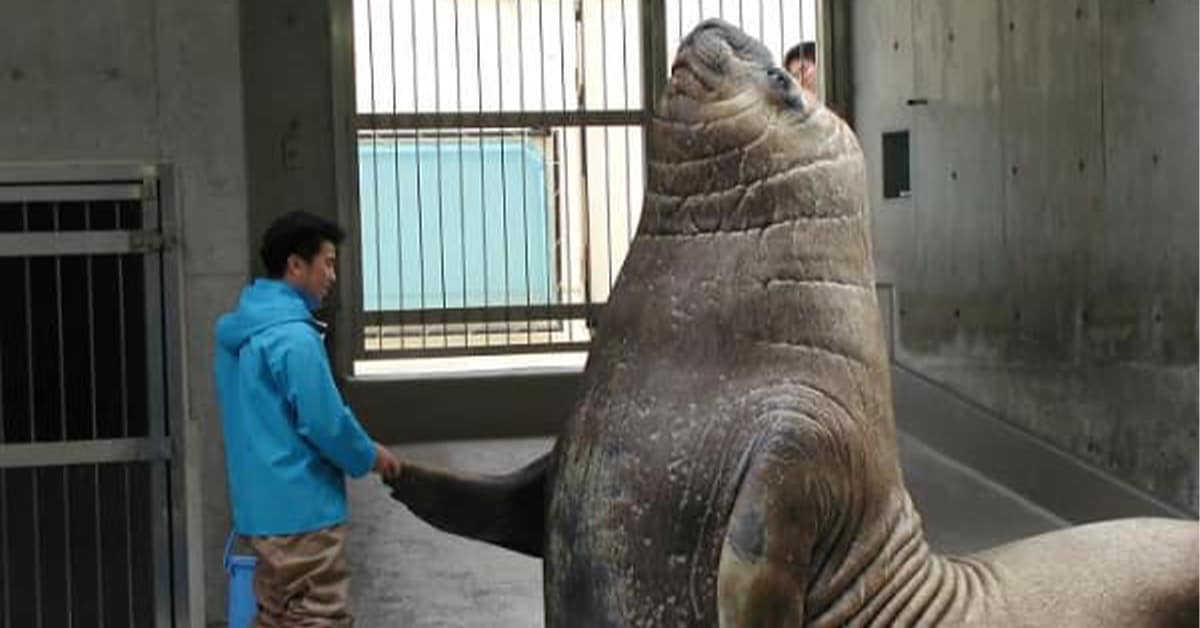 Collection of giant animal photos and big animal sightings featuring Great Danes and crocodiles