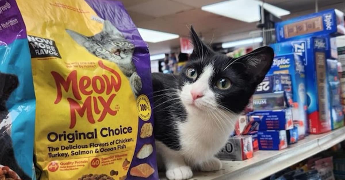 Collection of bodega cat images and funny cat pictures featuring cats on beer and next to pet signs