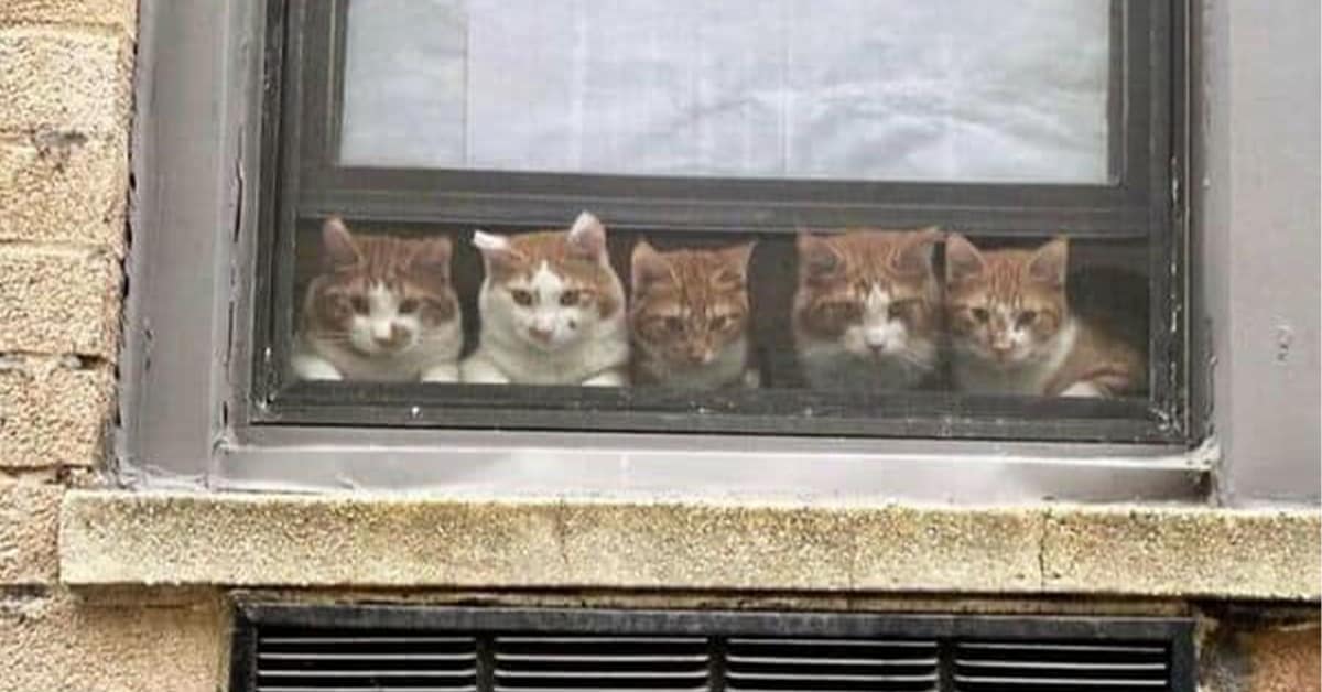 Collection of cats in windows photos and window cats sightings featuring orange tabbies and void cats