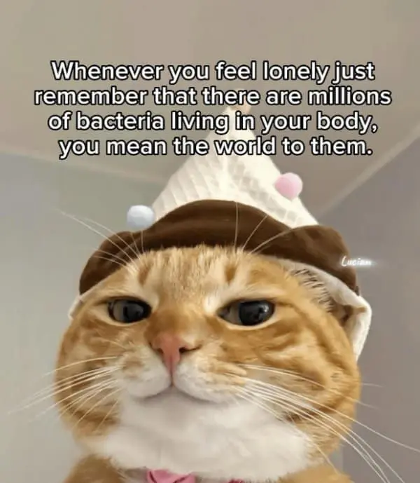 A classic meme of a cat in a hat offering comforting facts about bacteria.