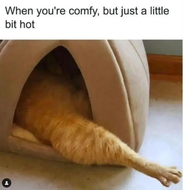 A classic meme of a cat sticking one leg out of a bed to regulate temperature.