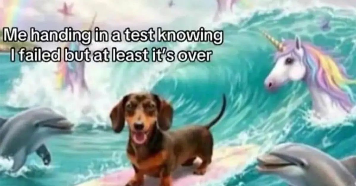 Collection of classic meme images and viral tweet compilations featuring surfing dogs and laundry fails