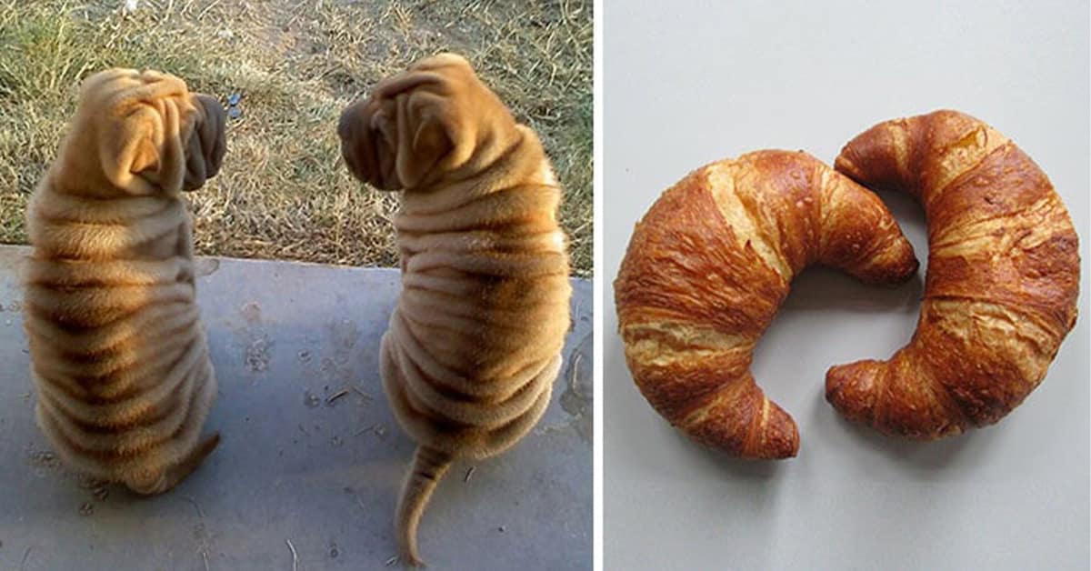 Collection of dog doppelganger images and dog lookalikes compilations featuring Chewbacca dogs and fried chicken puppies