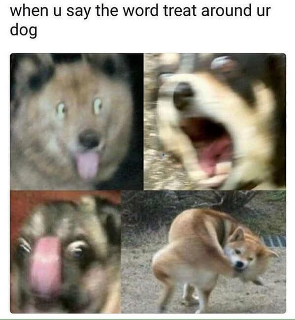 Blurry reaction image of a dog's face vibrating with excitement in a funny dog meme.