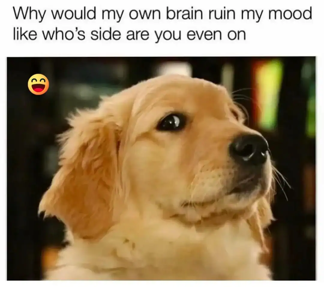 37 Of The Best Dog Memes EVER, image size:1080x957