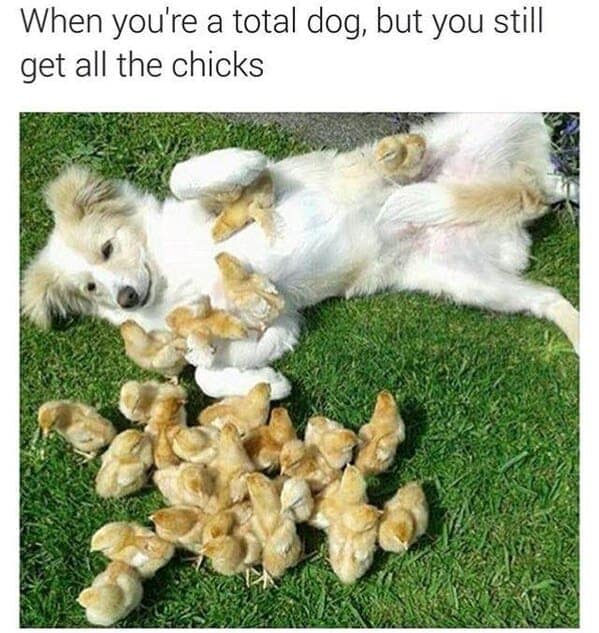 White dog laying on grass covered in baby chicks in a funny dog meme.