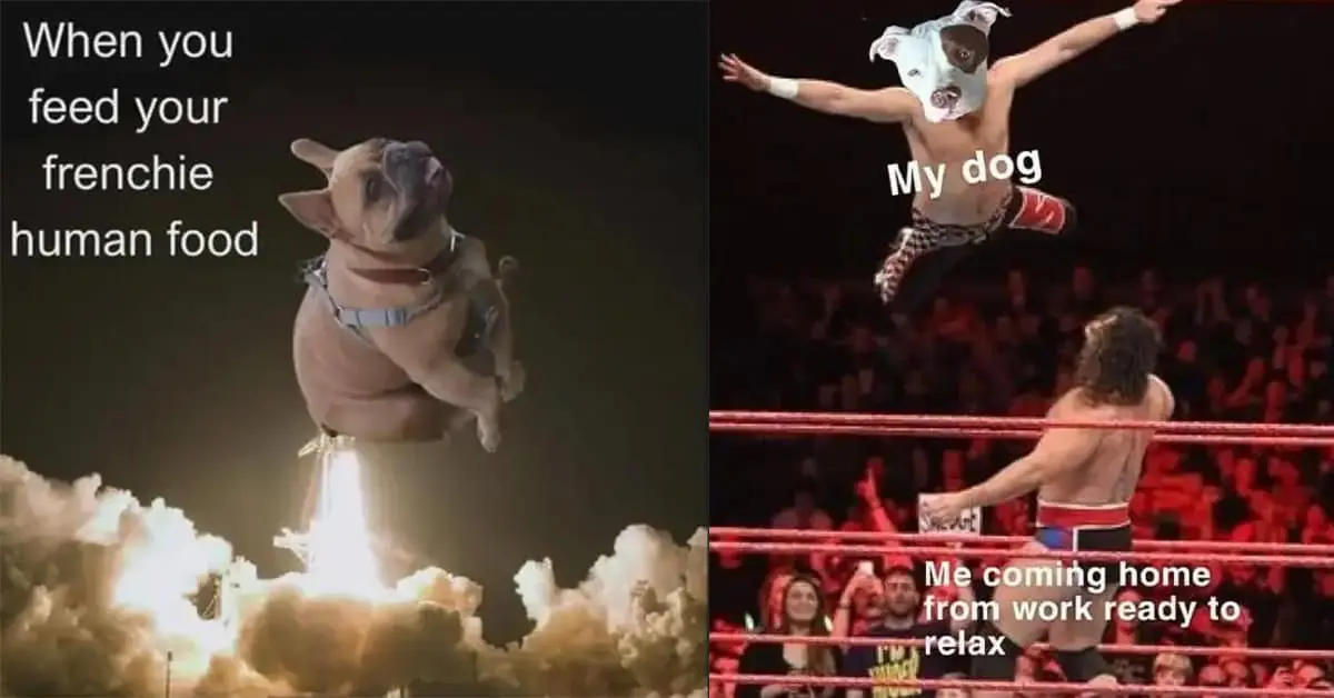 Collection of funny dog meme images and funny dog tweet compilations featuring police dogs and puppies