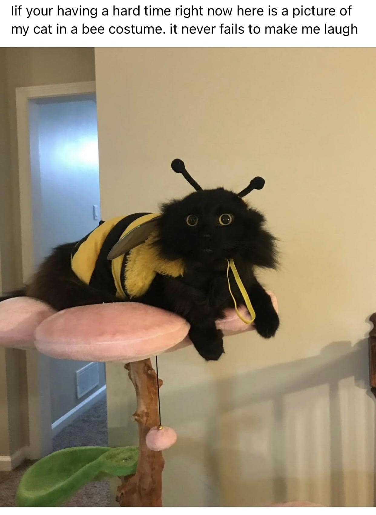 Startled black cat wearing a bumblebee costume to cheer people up funny memes.