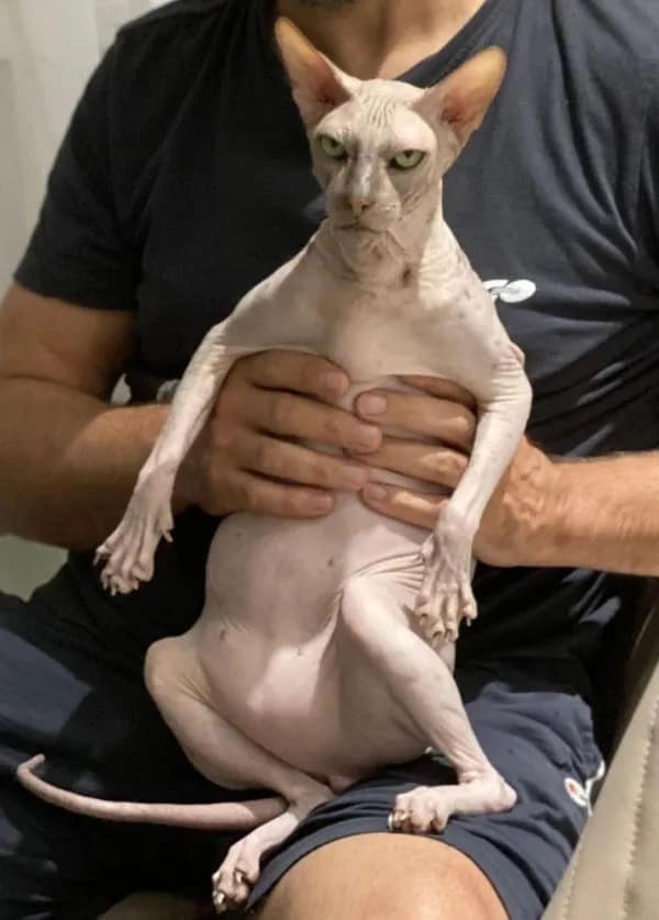 Hairless Sphynx cat sitting on person's lap with angry expression.