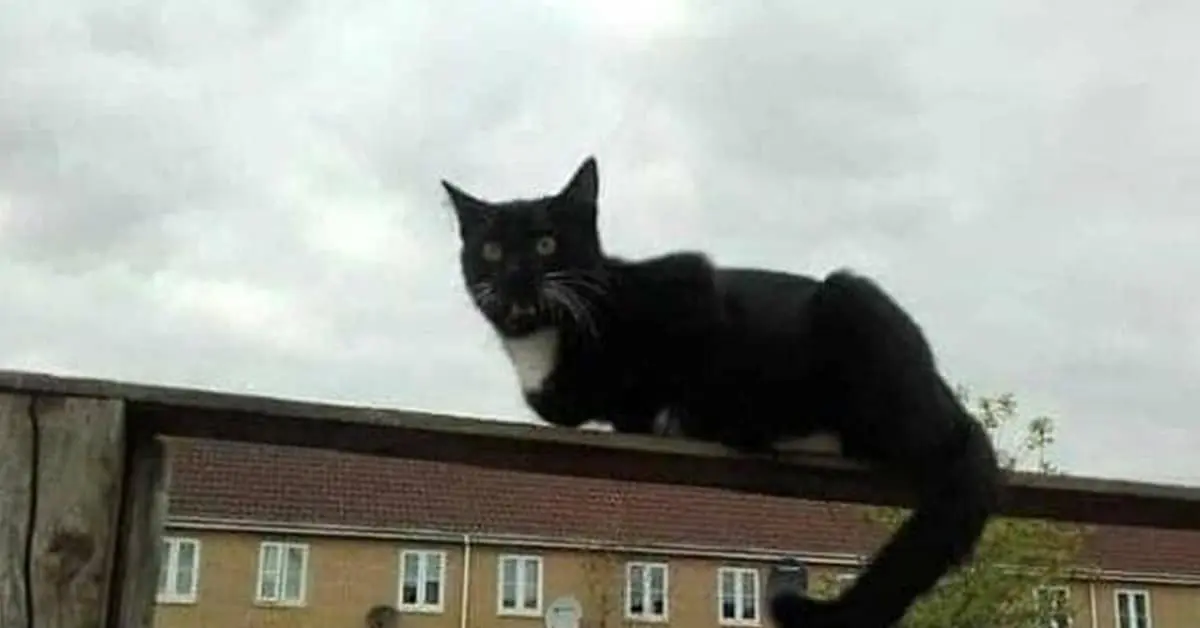 Collection of funny optical illusions and perfectly timed photos causing confusion