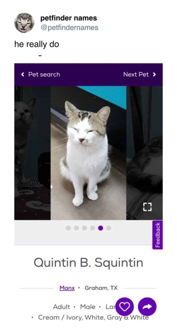 White and tabby cat named Quintin B. Squintin closing eyes tight.