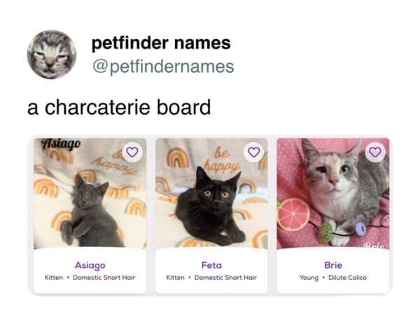 Three kittens named Asiago Feta and Brie labeled a charcuterie board.