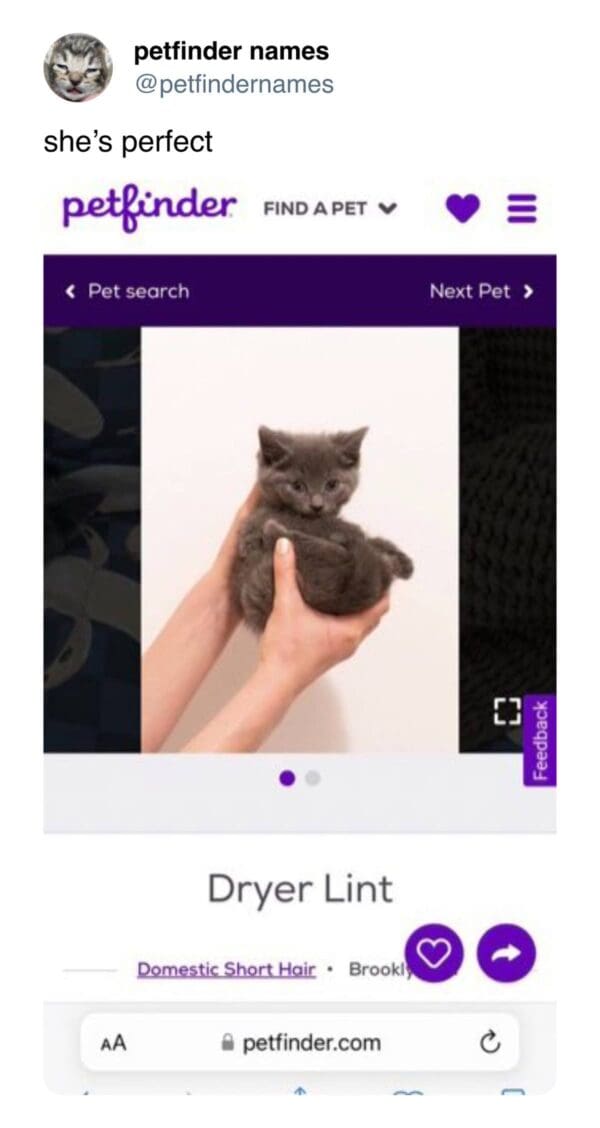 Small grey kitten named Dryer Lint being held in one hand.