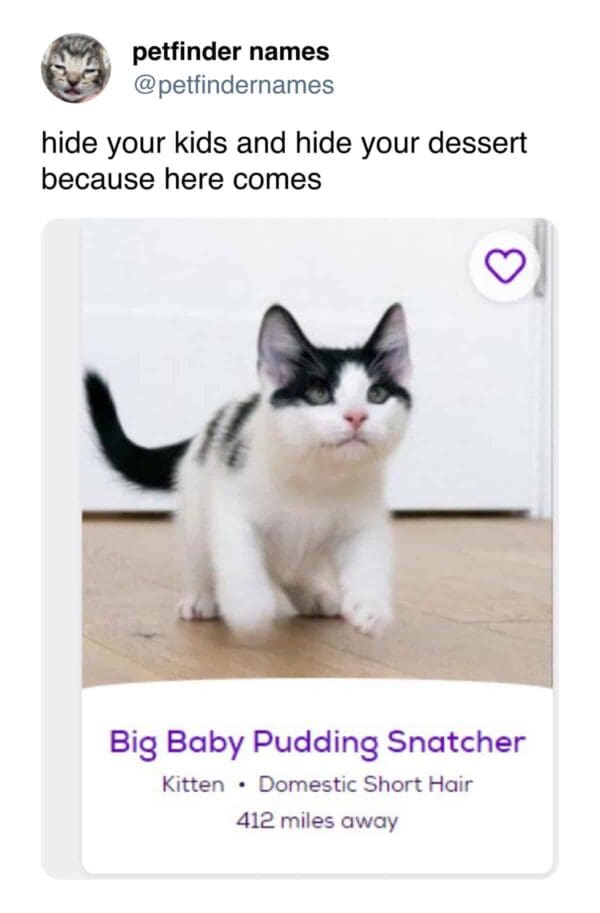 Black and white kitten walking named Big Baby Pudding Snatcher.