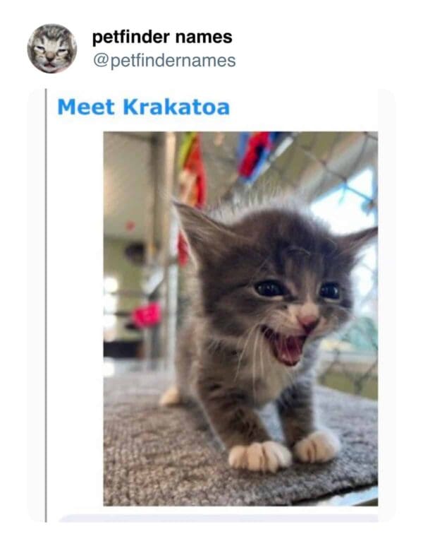 Grey tabby kitten named Krakatoa screaming with mouth wide open.