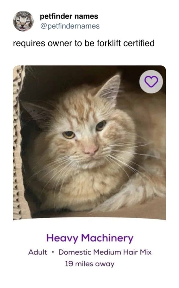 Orange fluffy cat in cardboard box named Heavy Machinery.