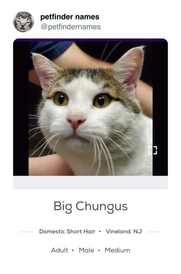 Close up of white and tabby cat face named Big Chungus.