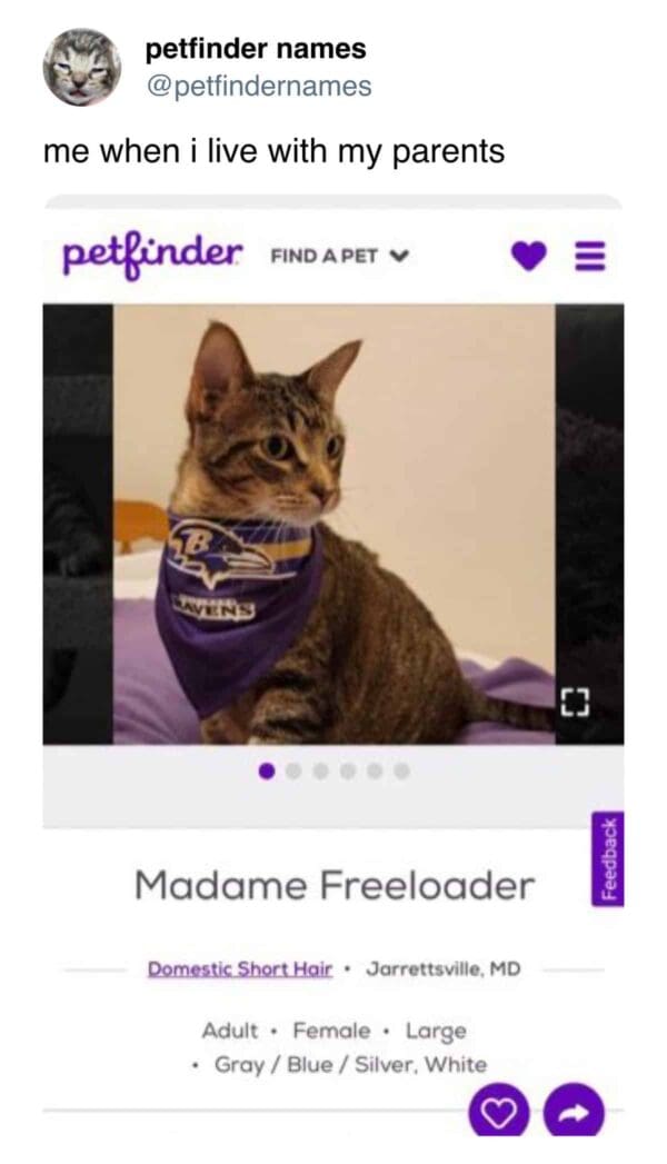 Tabby cat wearing Baltimore Ravens bandana named Madame Freeloader.