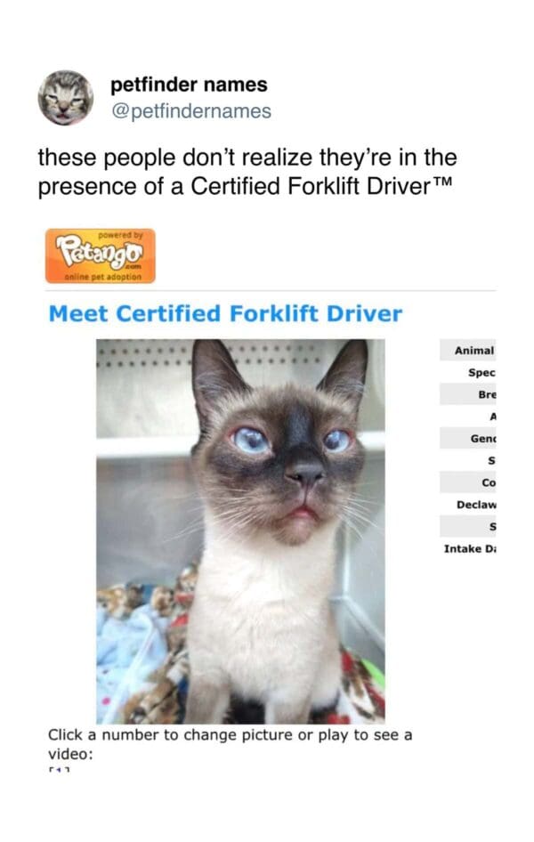 Cross-eyed Siamese cat looking at camera named Certified Forklift Driver.