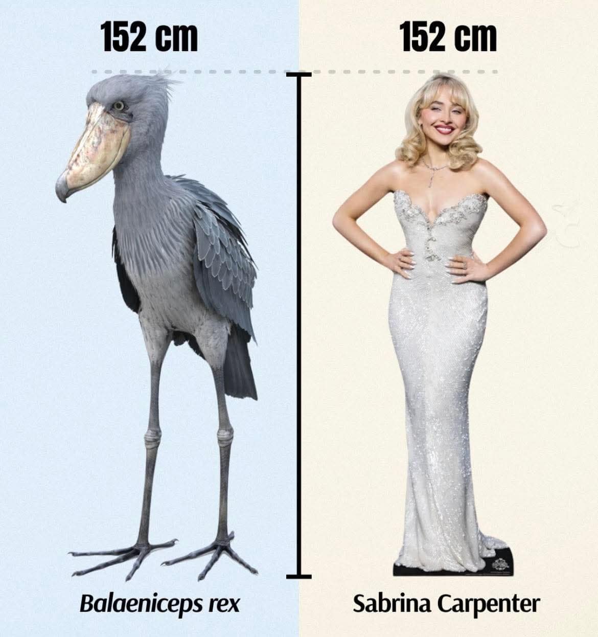 Height comparison chart showing Sabrina Carpenter and Shoebill stork are same size funny pics.