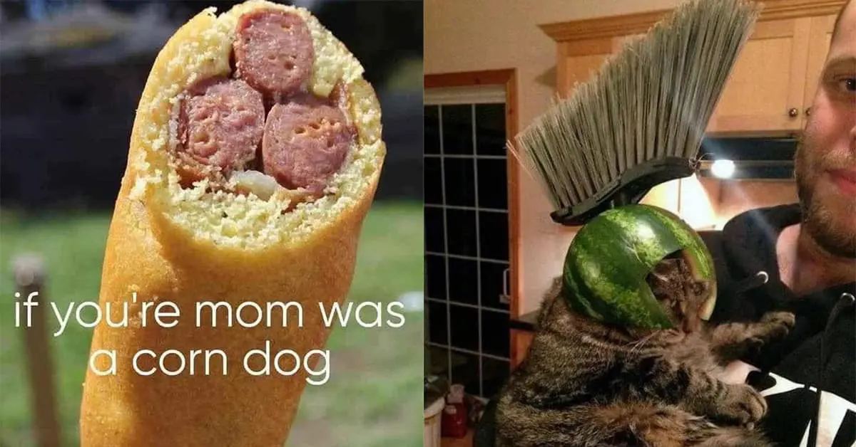 Collection of funny meme images and hilarious meme compilations including cats in watermelon helmets and overloaded cars