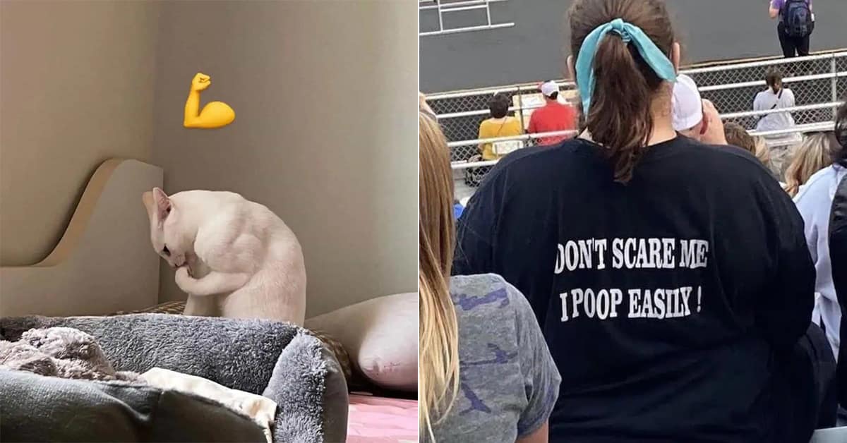 Collection of meme dump images and hilarious meme compilations featuring Pokemon vs Drugs tests and King Kong Christmas villages