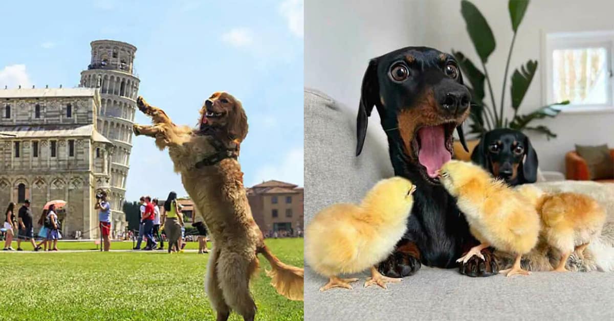 Collection of perfectly timed animal photo images and funny pet picture compilations featuring cats in cups and tourist dogs.