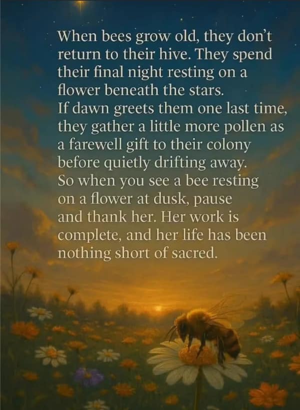 A wholesome meme text describing how bees spend their final nights sleeping on flowers.