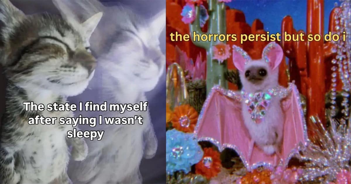 Collection of classic memes hall-of-famers featuring the Canadian skate-slippers, the side-eye horse, and the Joe Rogan "hot dog" POV.