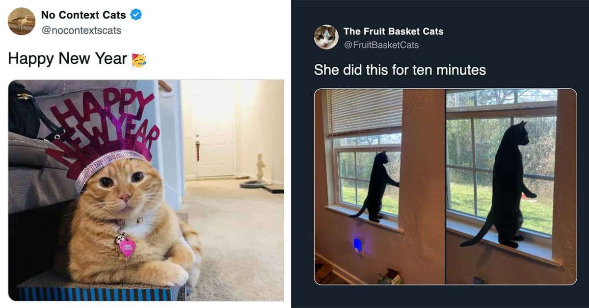 Collection of funny cat meme images and funny cat tweet compilations featuring cats in aprons and destroyed toilet paper