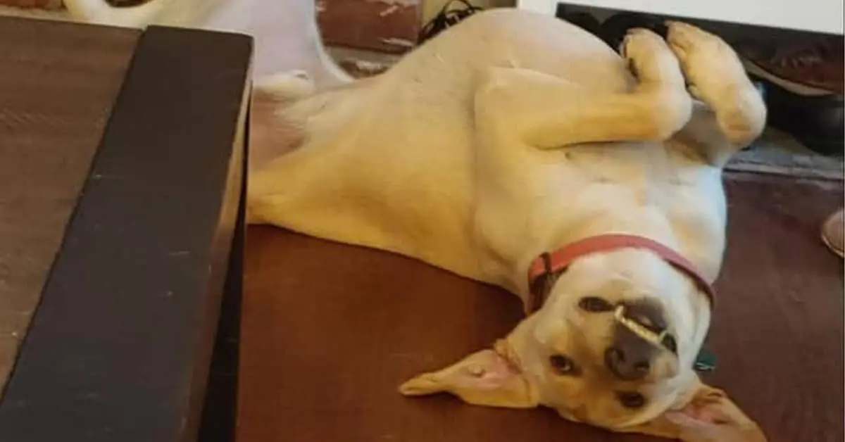 Collection of smiling dog images and cute dog photos featuring awkward grins, polite smiles, and goofy faces.