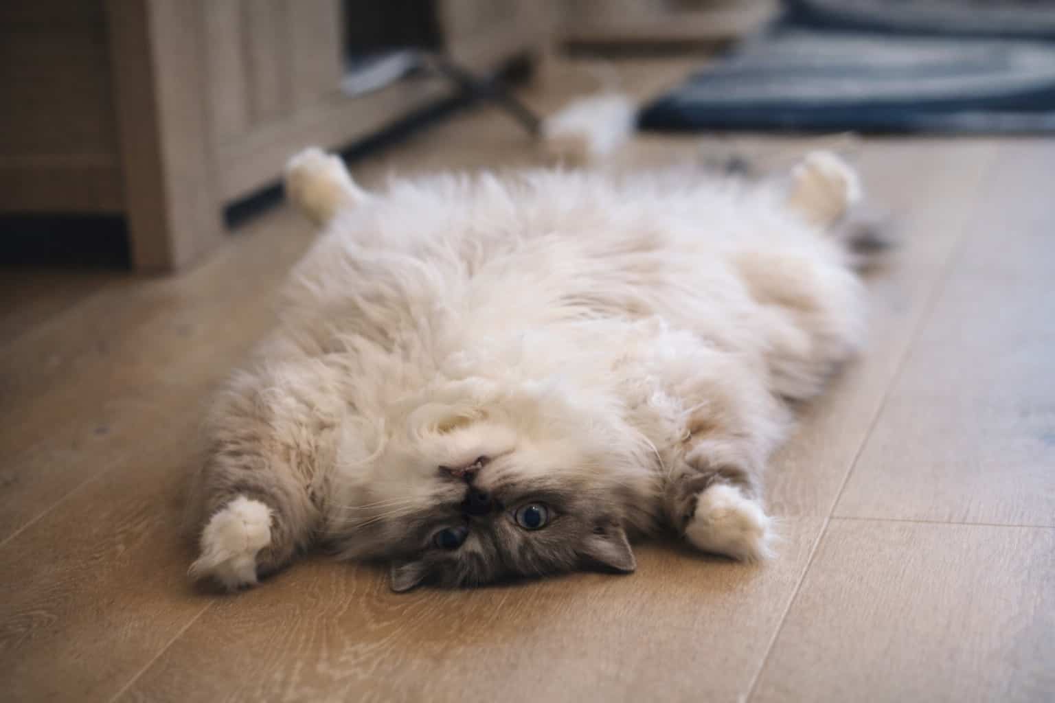 Fluffy grey and white long-haired cat lying flat on its back on a wooden floor.