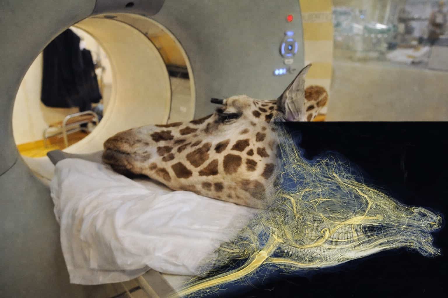 A giraffe head entering a CT scanner with a digital overlay showing internal cranial anatomy.