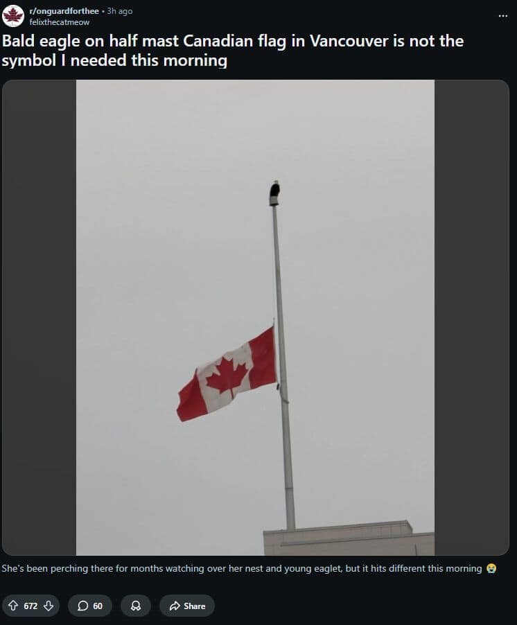 A deeply symbolic and slightly painful Milan Olympics 2026 memes entry showing a Reddit post of a majestic American Bald Eagle asserting dominance by perching directly on top of a Canadian flag flying at half-mast, perfectly representing the bitter sting of a US over Canada Olympic hockey defeat.