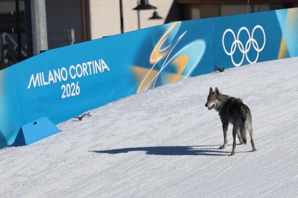 A majestic Olympic wolfdog photo capturing the stray Czechoslovakian Wolfdog standing proudly next to the official Milano Cortina 2026 blue banner on the snowy slopes.