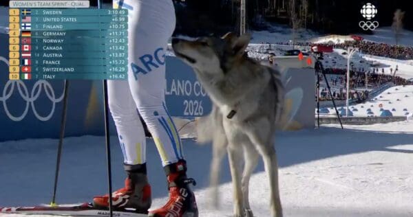 A curious dog at the Olympics moment where the wolfdog gets up close and personal, sniffing the legs of an Argentine cross-country skier mid-competition.