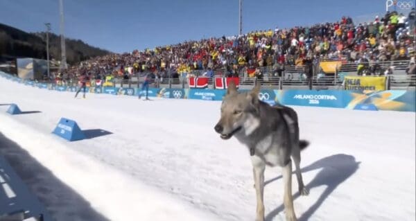 A surreal dog at the Olympics scene showing the wolfdog standing on the white snow while skiers race in the background, completely disrupting the event.