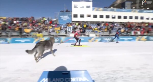 A chaotic Olympic wolfdog photo showing the animal running directly alongside professional skiers, appearing to join the race in Milano Cortina.