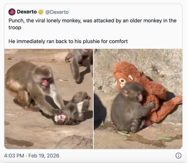 A heartbreaking Punch The Monkey meme showing a news update where the viral baby macaque was attacked by an older monkey, featuring two photos of the attack and Punch running back to desperately hug his orange plushie for comfort.