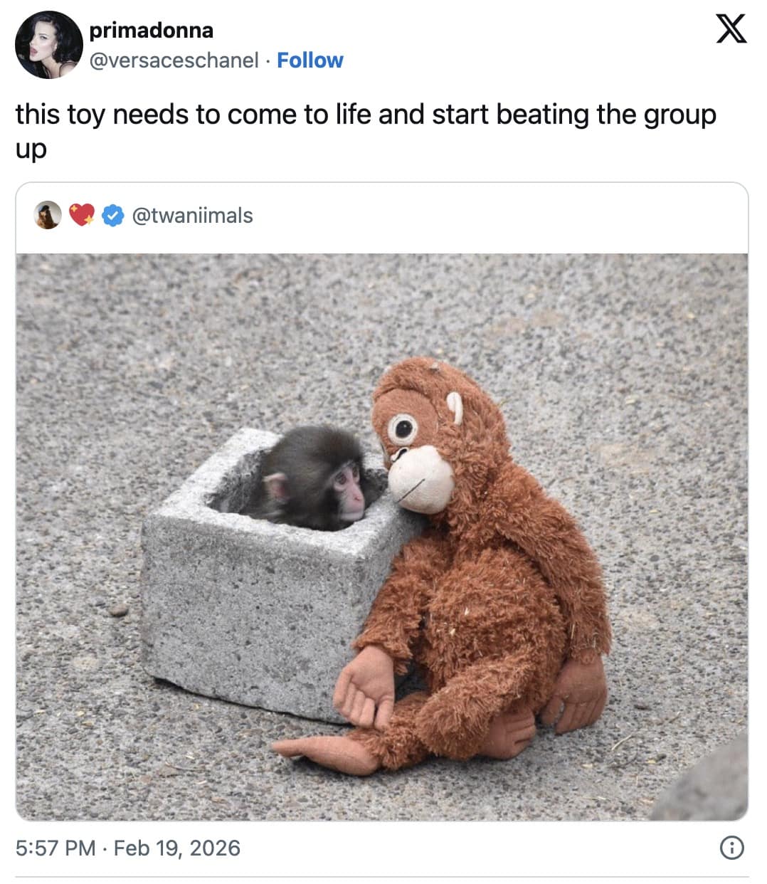 19 Punch The Monkey Memes That Hijacked February
