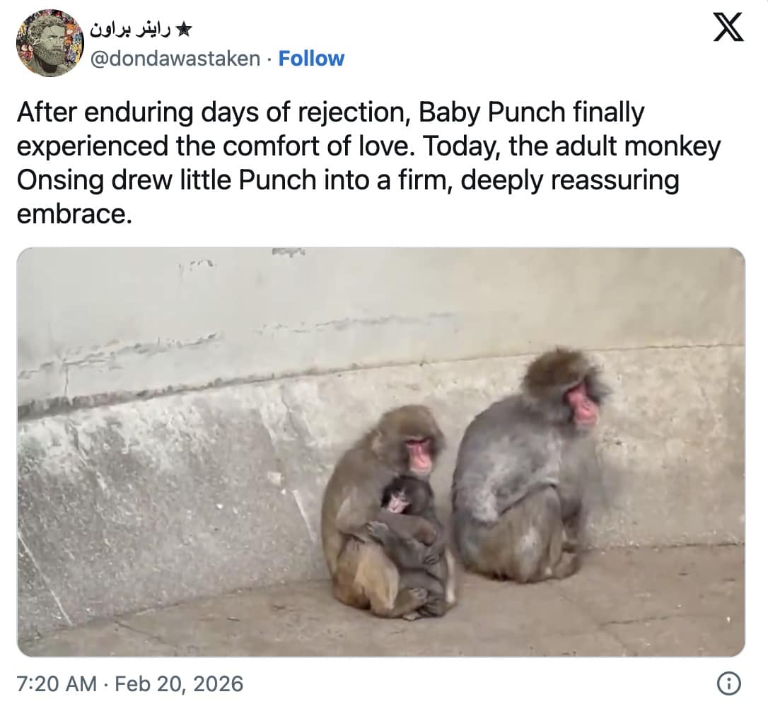 A highly emotional and wholesome Punch The Monkey meme showing a deeply reassuring update where the baby macaque is finally being firmly embraced and comforted by an adult monkey named Onsing after days of harsh rejection.