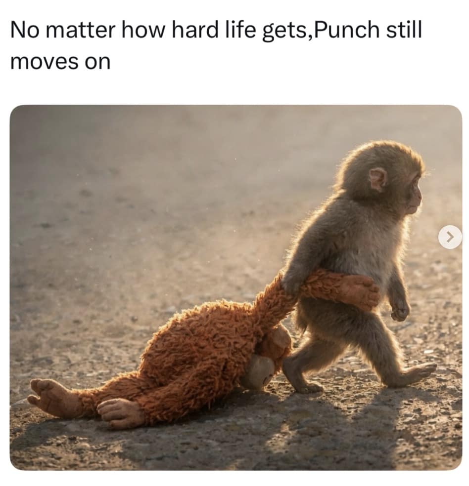 An incredibly inspirational entry in memes about Punch the Monkey featuring a cinematic shot of the tiny baby walking determinedly into the sunlight while dragging his heavy plushie, perfectly captioned "No matter how hard life gets,Punch still moves on".