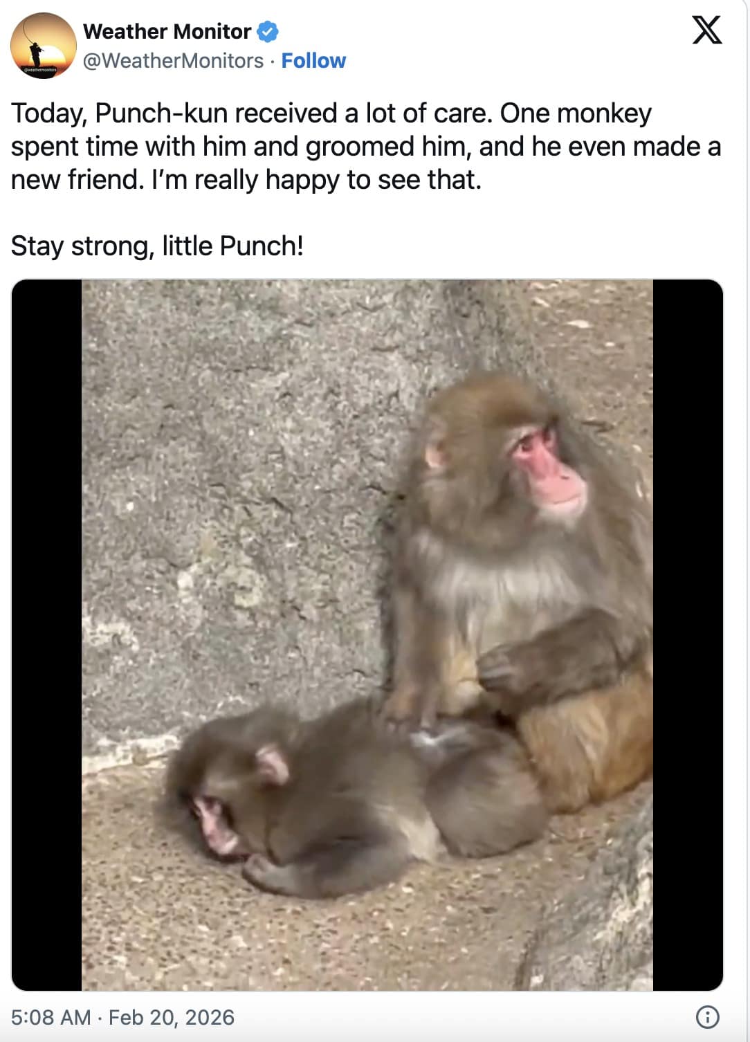 A heartwarming update acting as a positive Punch The Monkey meme, showing a tweet celebrating that Punch-kun finally received care and is shown being peacefully groomed by an older, friendly monkey, providing much-needed relief to fans.