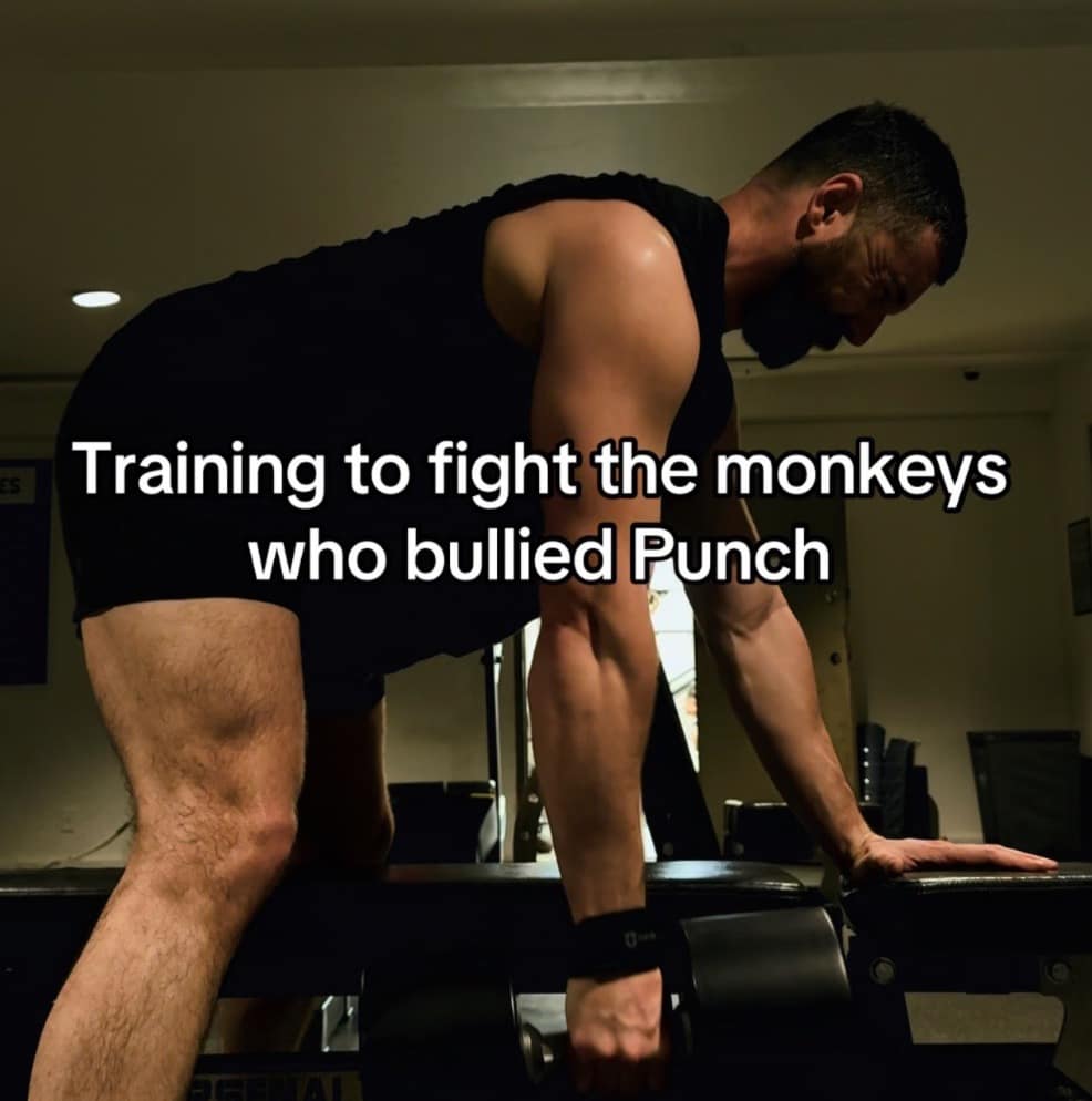 A highly protective and aggressive Punch The Monkey meme showing a massive, muscular man intensely lifting heavy dumbbells in a gym, jokingly overlaid with the text "Training to fight the monkeys who bullied Punch".