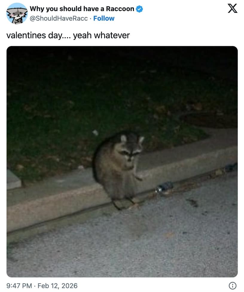 A mood-based Valentines Day meme 2026 featuring a lonely raccoon sitting on a curb to express total indifference to the holiday.