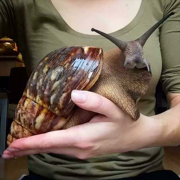Large Giant African Land Snail being held in two hands against a green shirt background.